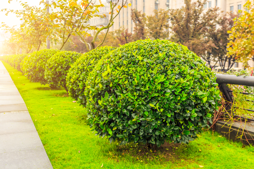 Hedge Cutting