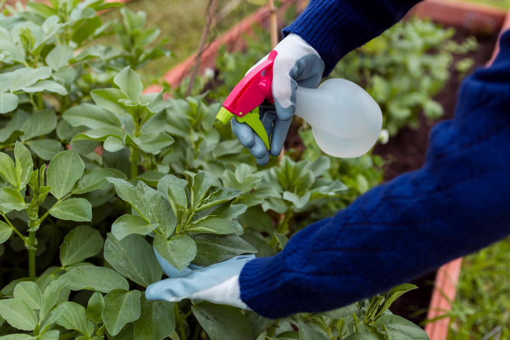 Hedge Trimming
