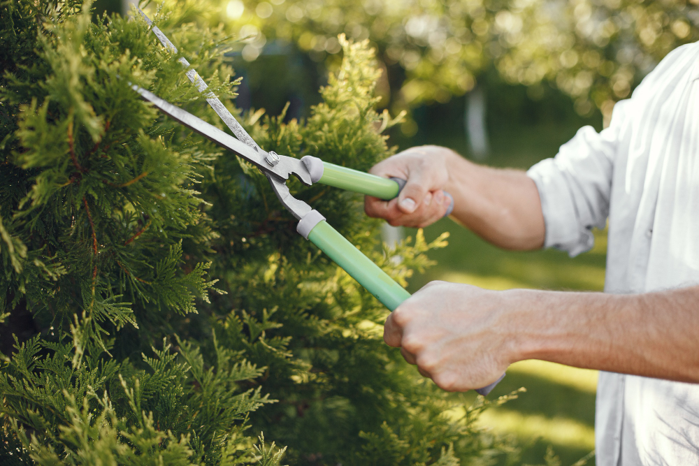 Pruning